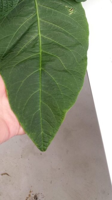 Giant leaves are signs of growth phase in angel trumpet